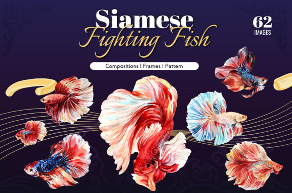Download Siamese Fighting Fish Watercolor - Fighting Collection